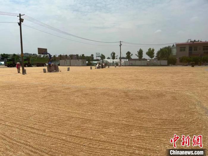 图为西安市长安区长丰农机专业合作社收小麦、晾晒小麦的丰收场景。 西安市农业农村局供图 图为西安市长安区长丰农机专业合作社收小麦、晾晒小麦的丰收场景。 西安市农业农村局供图